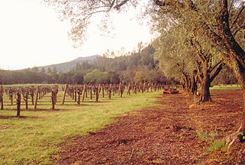 Vineyards on Spring Mountain, Napa
